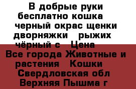 В добрые руки бесплатно,кошка,2.5черный окрас,щенки дворняжки,3 рыжих 1 чёрный,с › Цена ­ - - Все города Животные и растения » Кошки   . Свердловская обл.,Верхняя Пышма г.